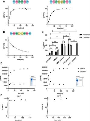 Biochemical Characterization of a Human Septin Octamer